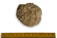 F 07062
<br/>
<br/>
<em></em>